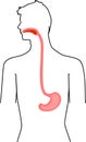 Scheme of location of esophagus and stomach in human body. Educational material for anatomy lesson